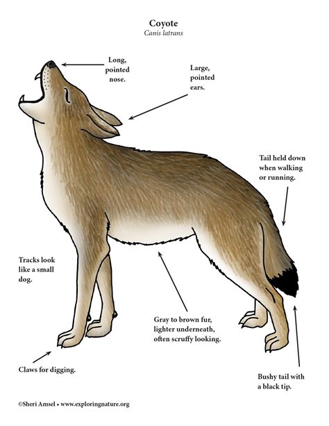 kayotes|Coyote: Characteristics, Diet, Facts & More [Fact Sheet]